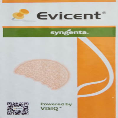 Evicent Syngenta