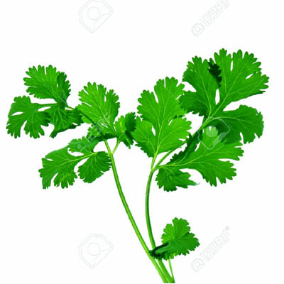 Coriander