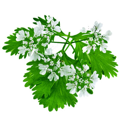 Coriander