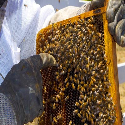 Beekeeping Training