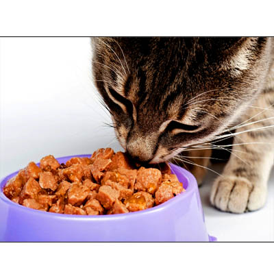 CAT FOOD